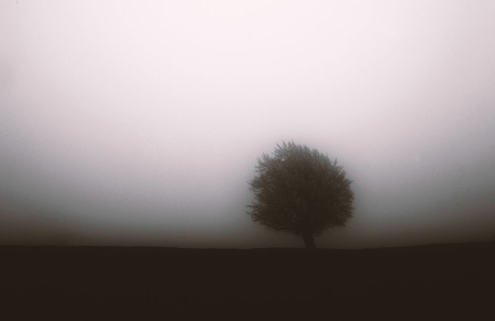 Photograph by reza lashgari