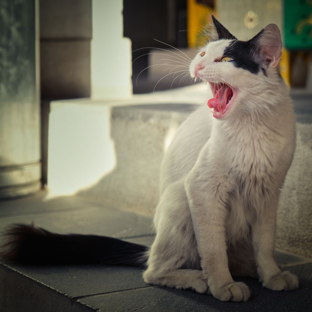 Photograph by Manjri Saxena