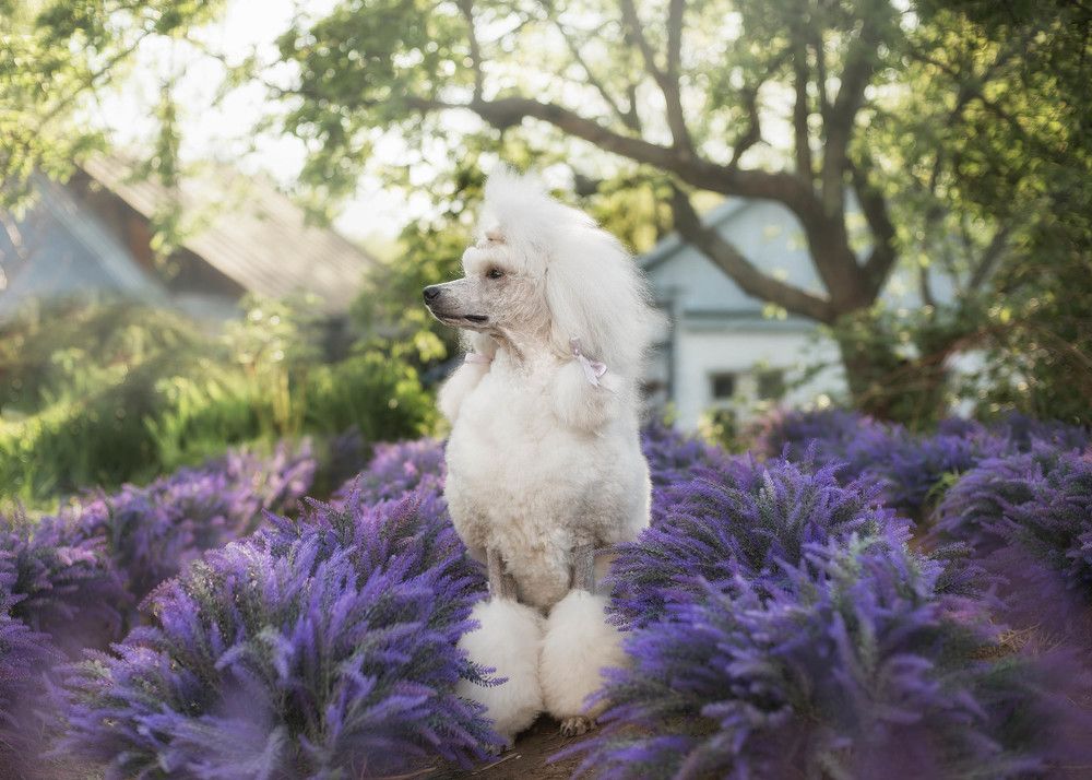 Photograph by Ольга Лобачёва