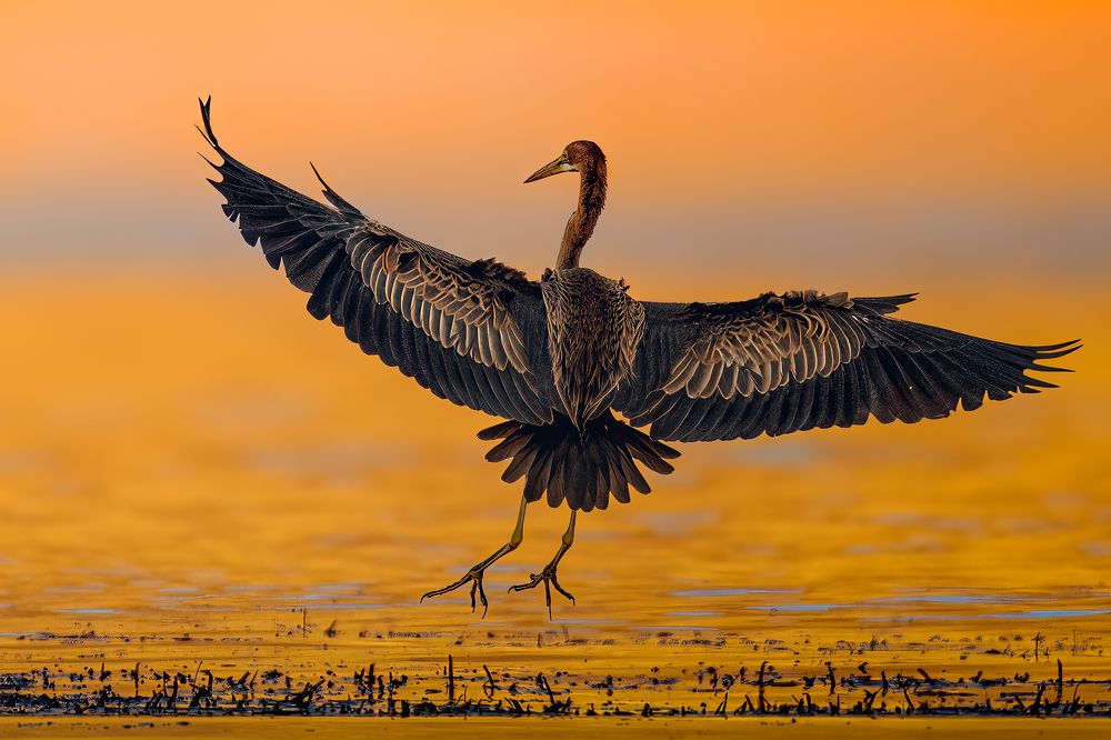 Purple heron at sunrise