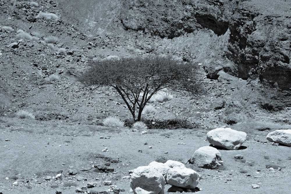 Photograph by Leonid Radashkovsky