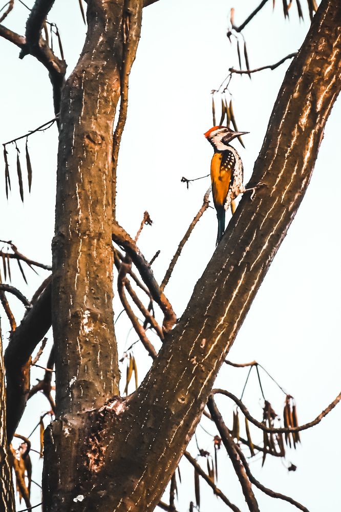 Photograph by Karan Barman