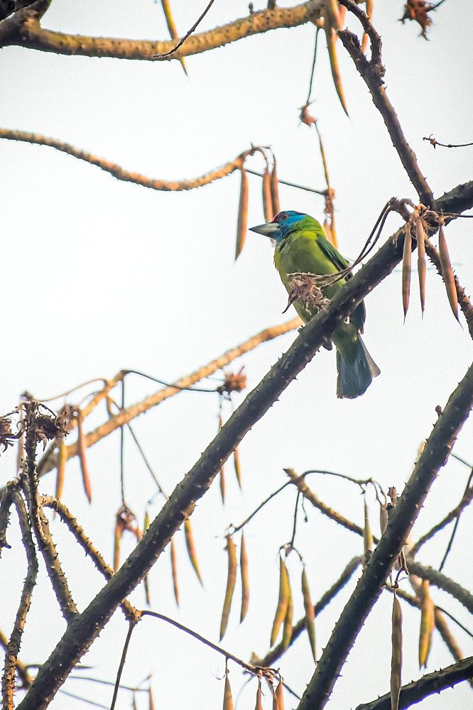 Photograph by Karan Barman