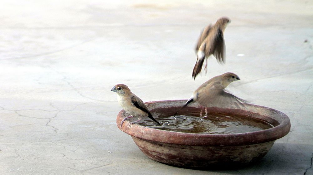 Фотография автора Mahmoud Akbar