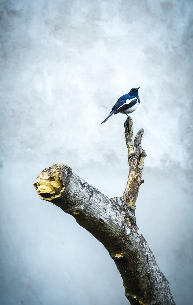 Photograph by Karan Barman