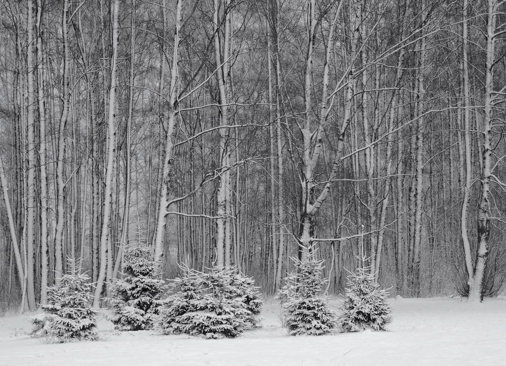 Графика зимы