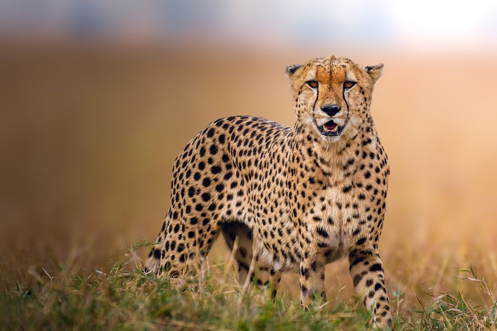 Фотография автора sherif Abdallah