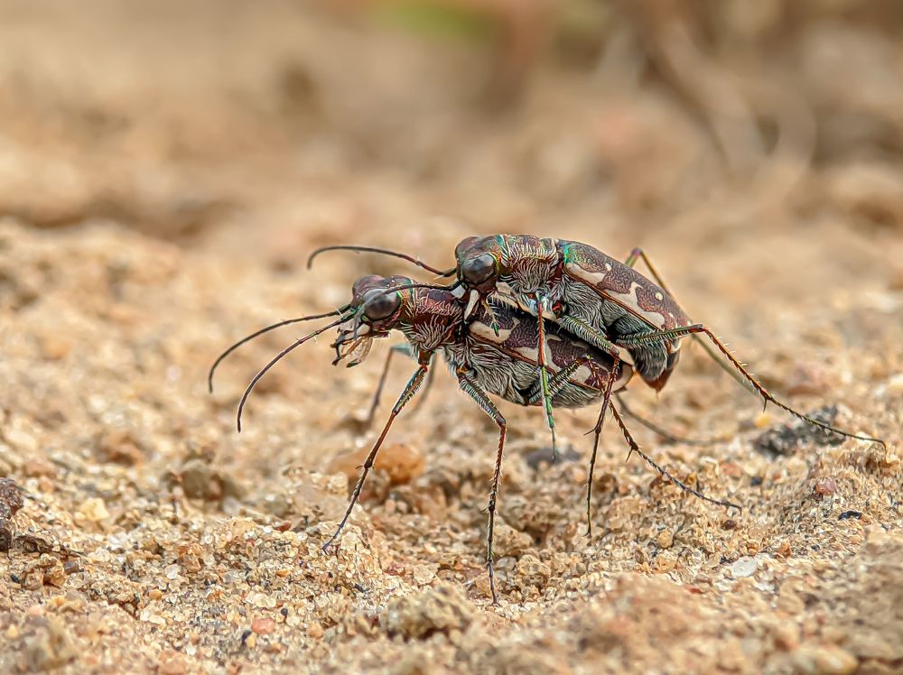 Фотография автора ISLAM SK RIYAJUL