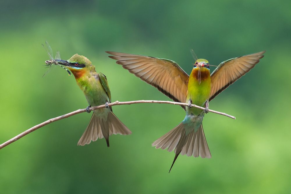 Blue tailed bee-eater