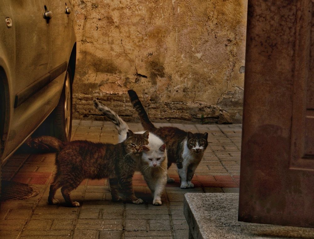 The three musketeers