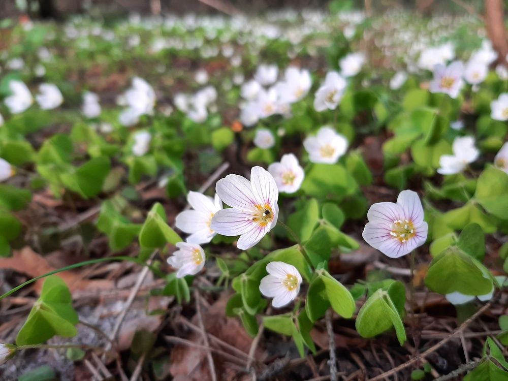Photograph by Виктория Хмара