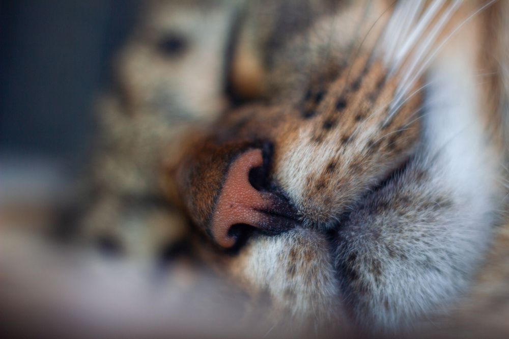 Photograph by Сергей Фаренюк