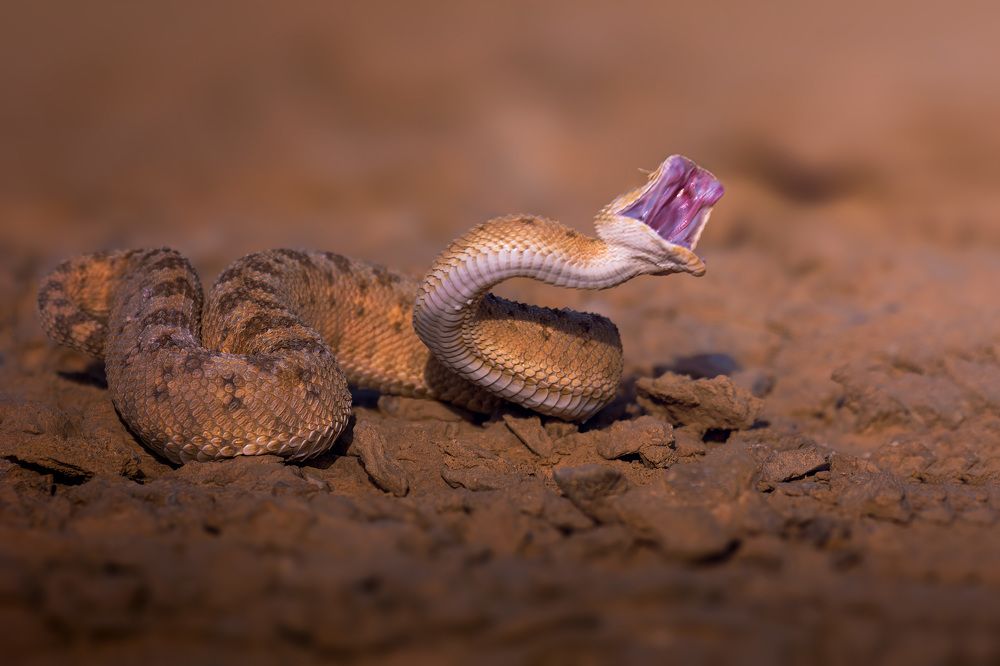 Фотография автора sherif Abdallah