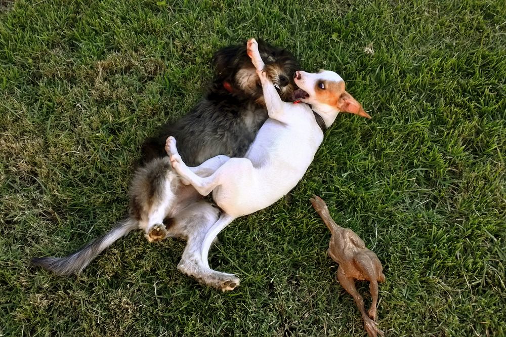 Photograph by Tatiana Barthem