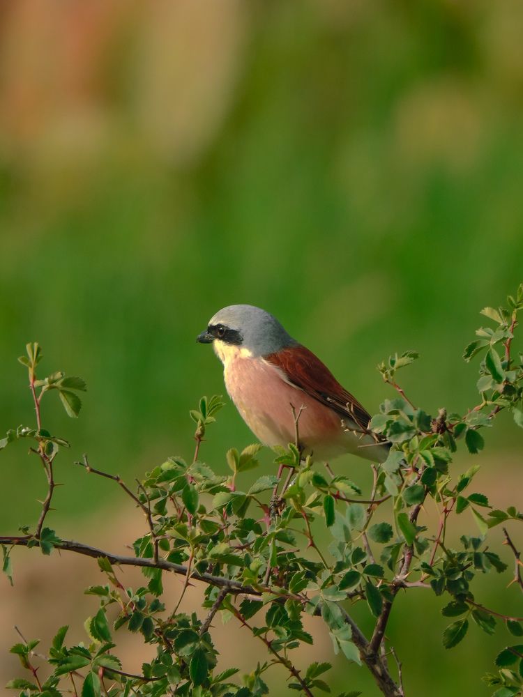 Photograph by amer amini