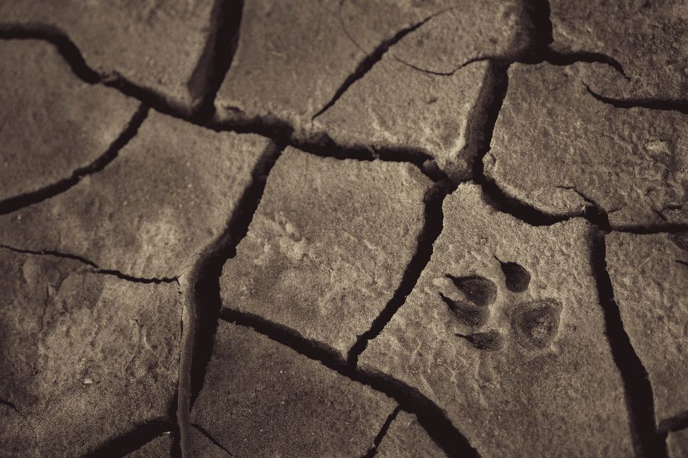 Escaping from drought