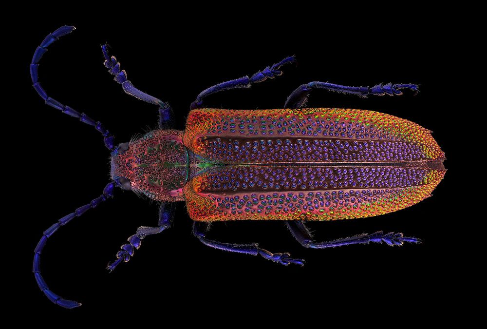 Oxypeltus quadrispinosus