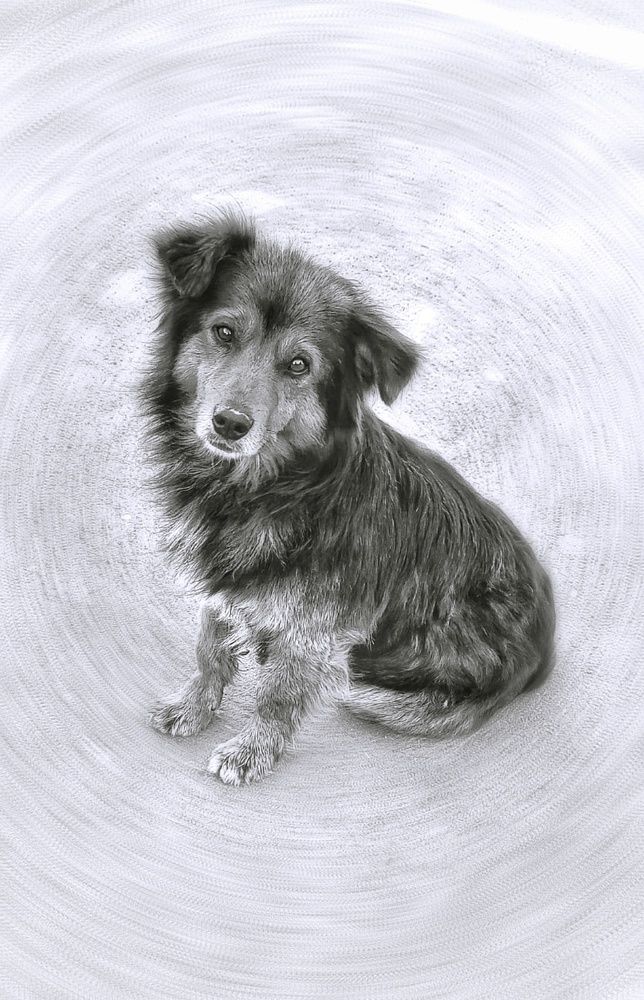 Photograph by Алла Холодова