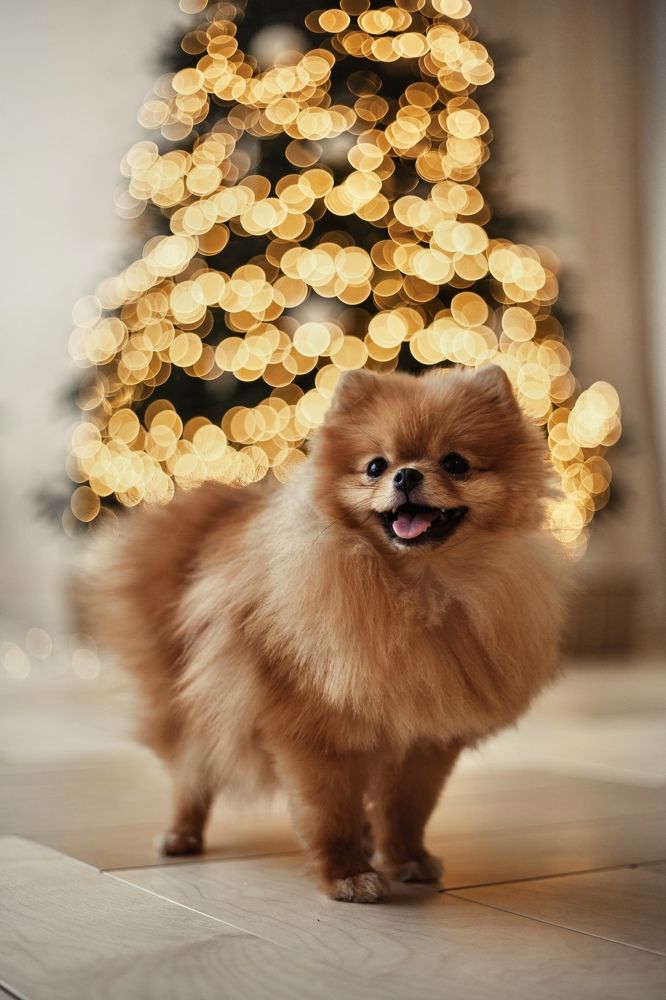 Photograph by Лазарева Анна Игоревна