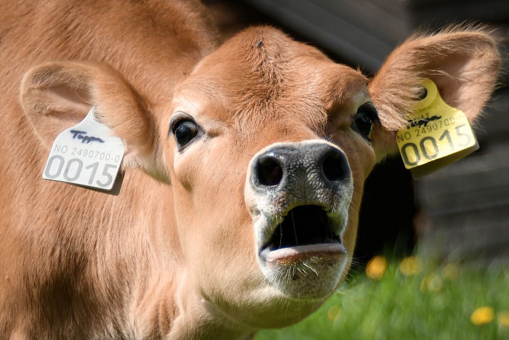 Фотография автора Anna NovaLova