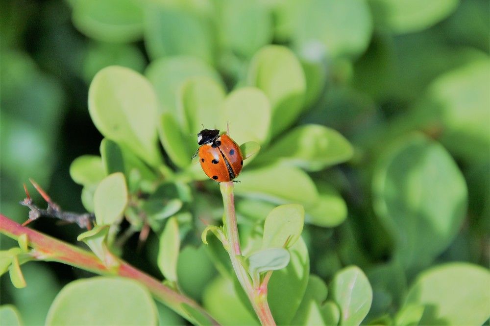 Photograph by Bojana Jevtic