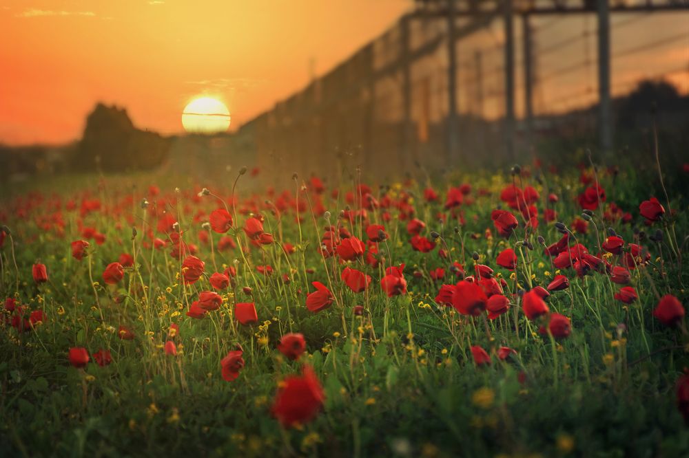 Photograph by Talli Mausovicius