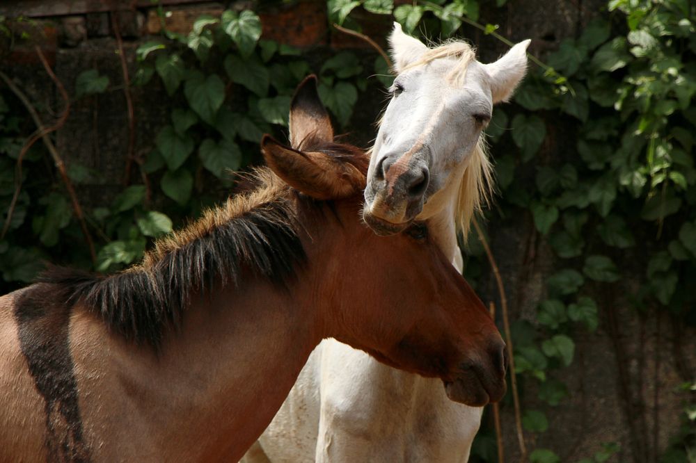 Photograph by Tatiana Barthem