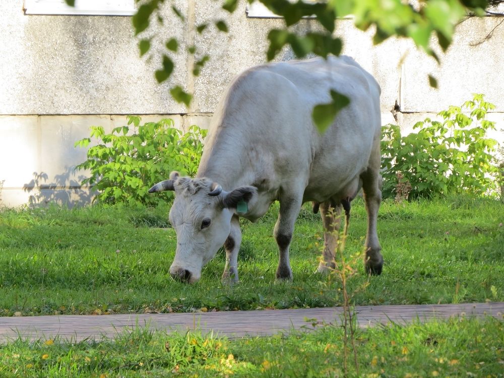 Городская корова