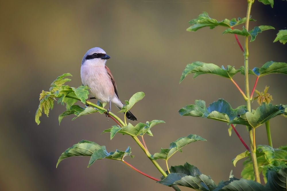 Redback Shrike