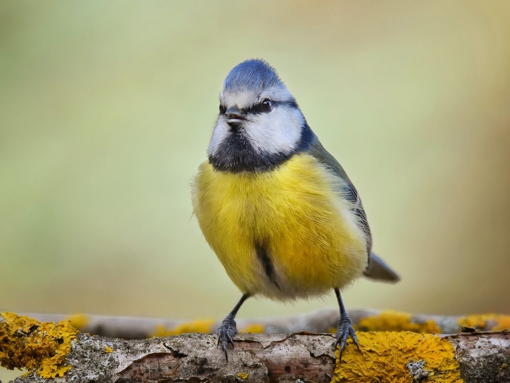 Bluetit