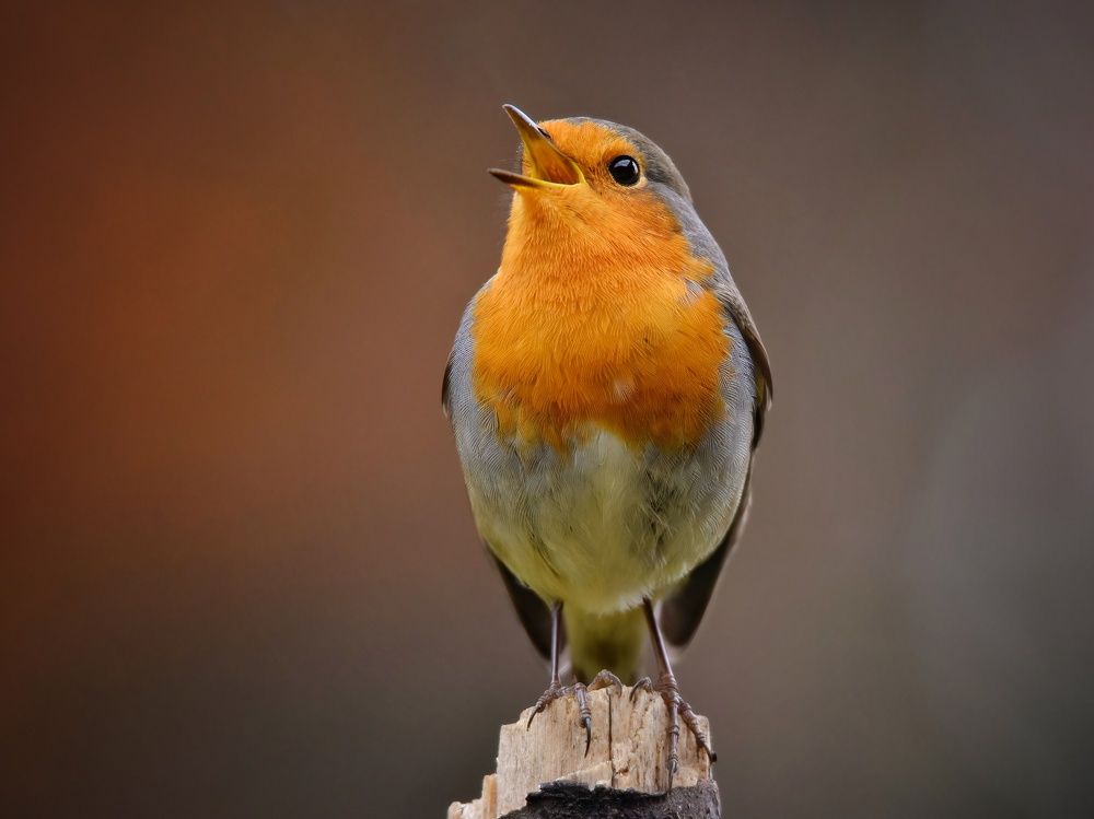 Photograph by Michael Gerhold