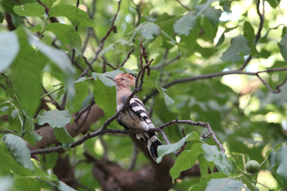 woodpecker