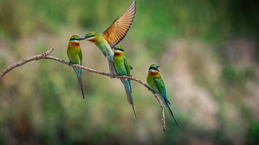 A flying shot of Blue-tailed bee-eater