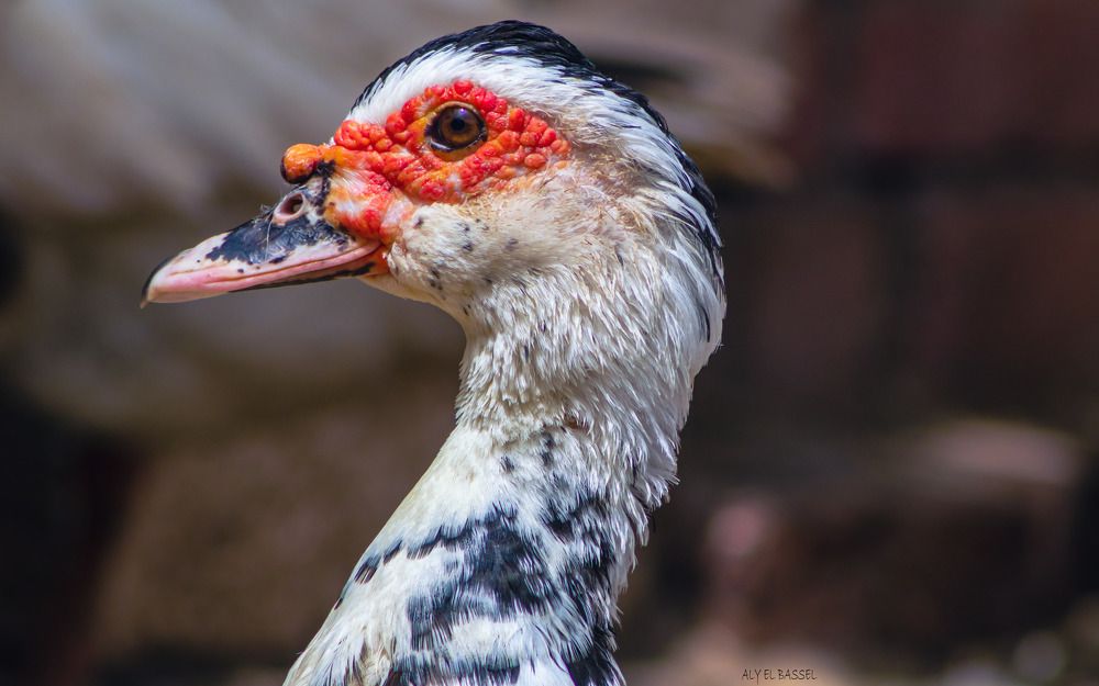 Photograph by Ali Zaghloul