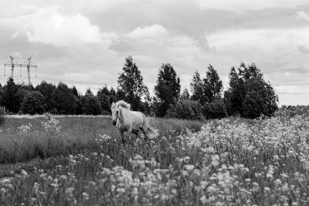 Photograph by Ольга Ланец