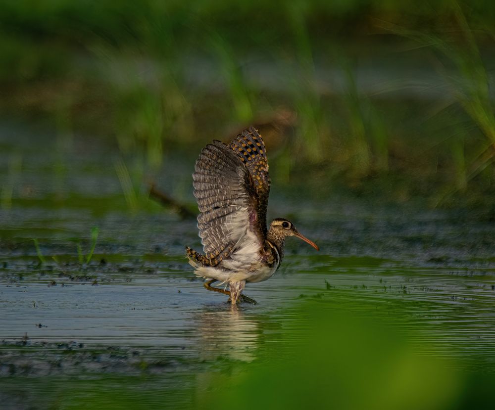 Takeoff shot of Greater painted-snipe