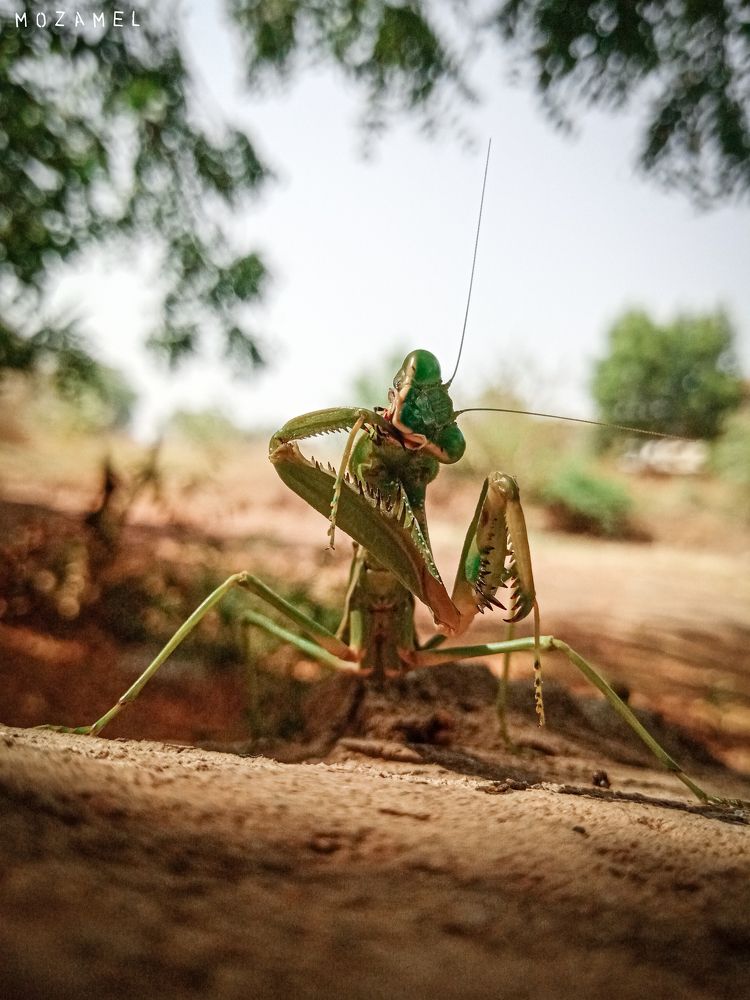 Photograph by MOZAMEL