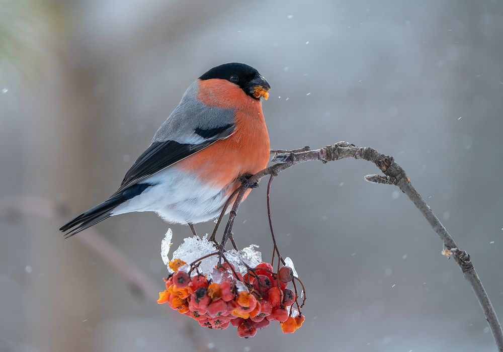 Photograph by Игорь Кляхин