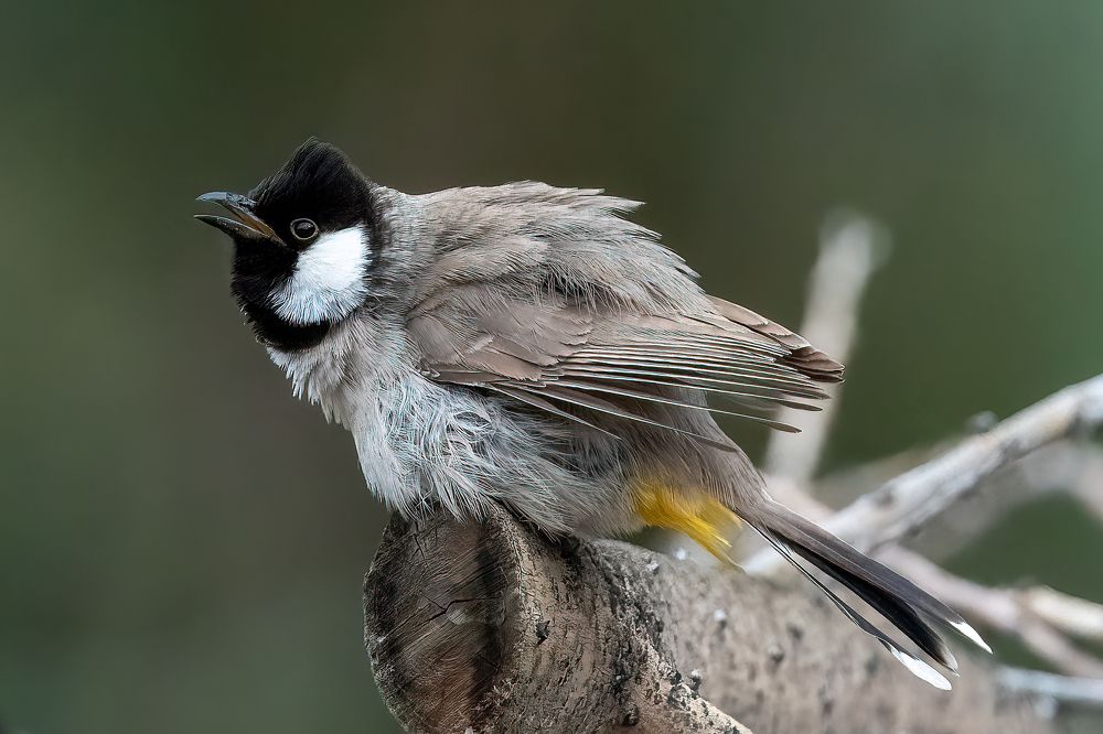 Photograph by Babar Swaleheen