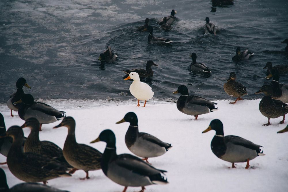 Photograph by Кирилл Бершадский