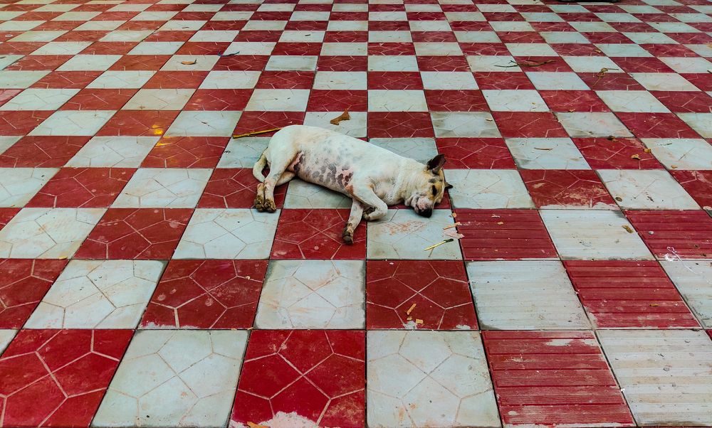 Sleeping dog