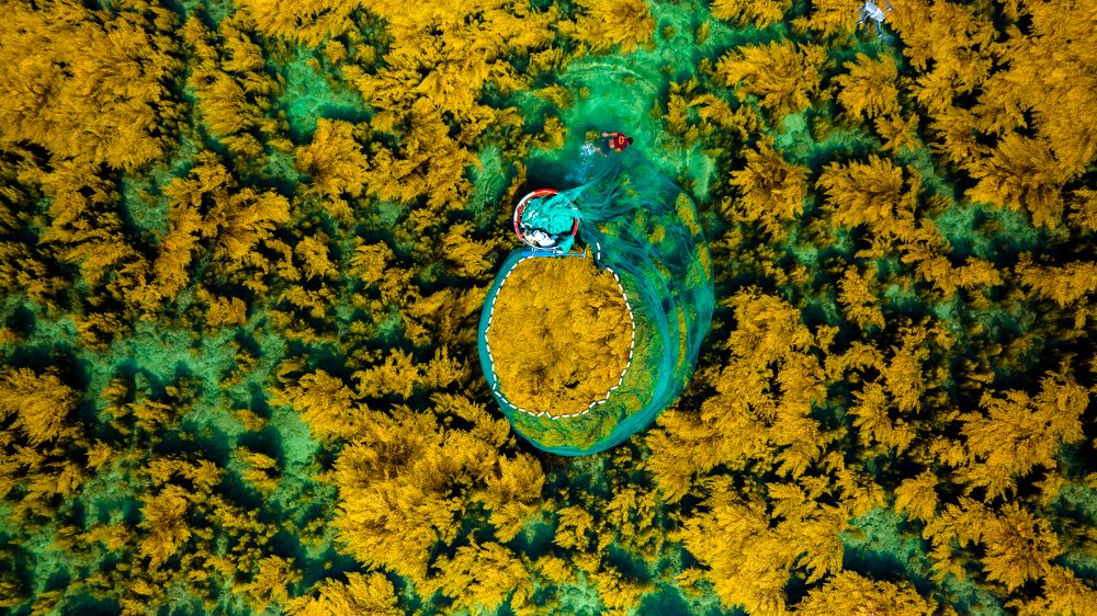 The new season of seaweed