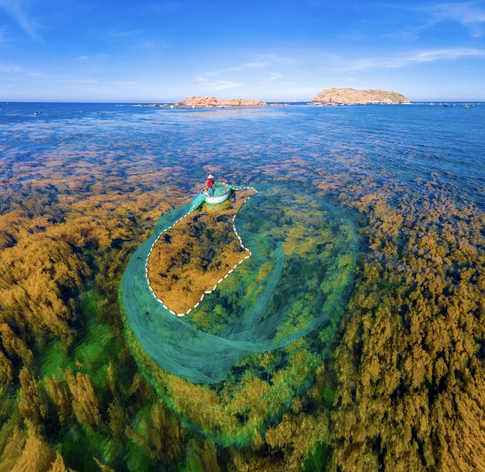 Squid fishing on seaweed