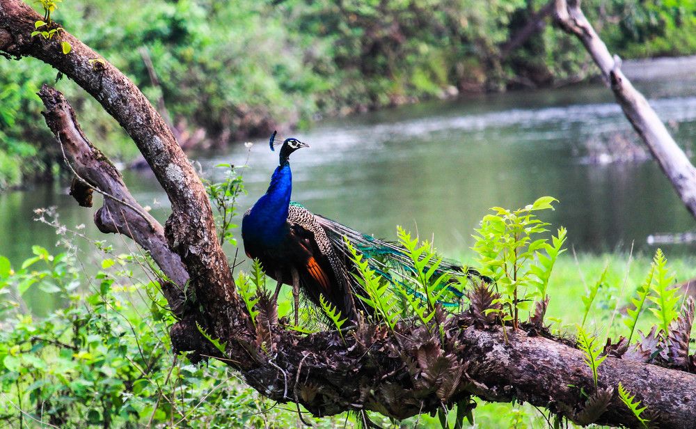 Фотография автора Suman Roy