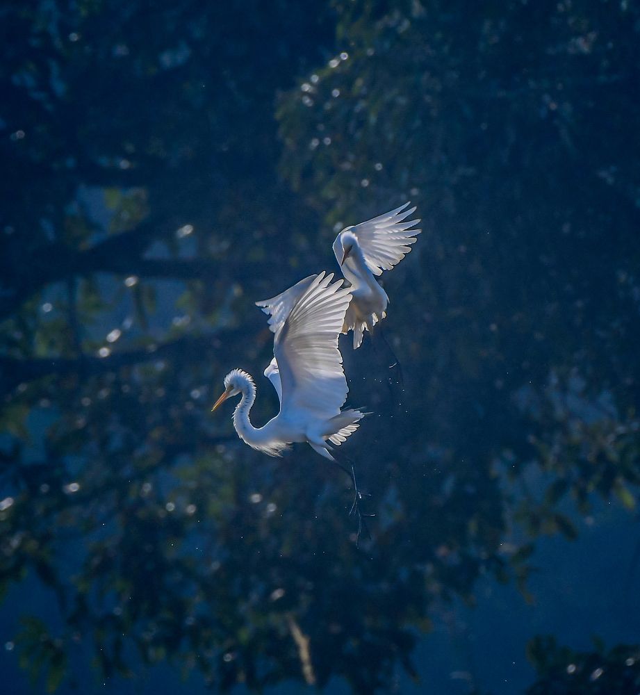 Photograph by Umesh Kumar PR