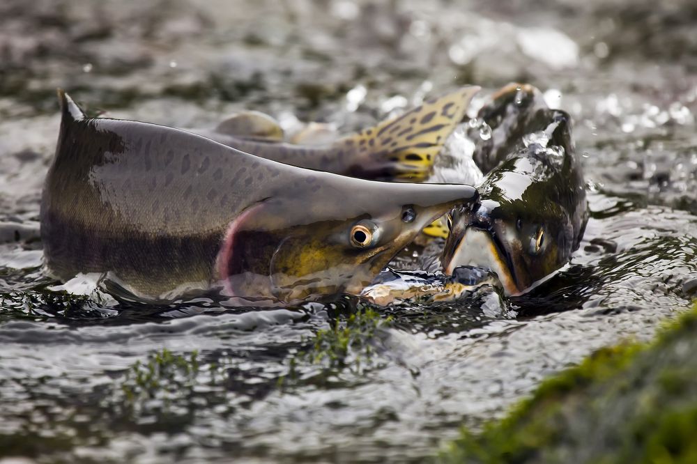 Фотография автора Дмитрий Уткин