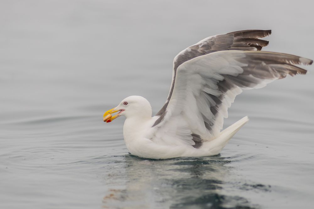 Photograph by Алексей Симонов