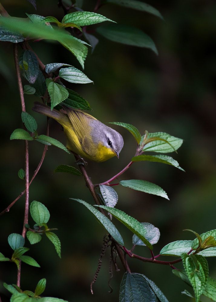 Photograph by Biplab das