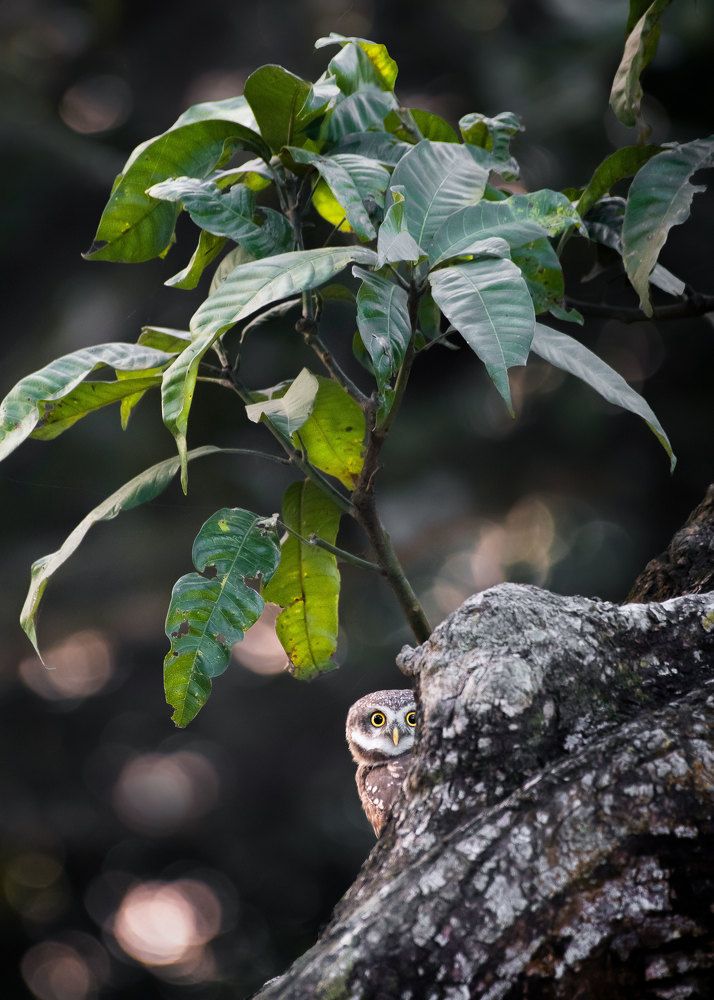 Photograph by Biplab das