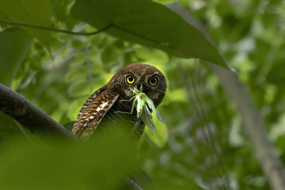 Photograph by Shahul valasy